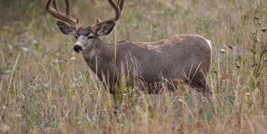 mule deer buck with velvet horns in grass