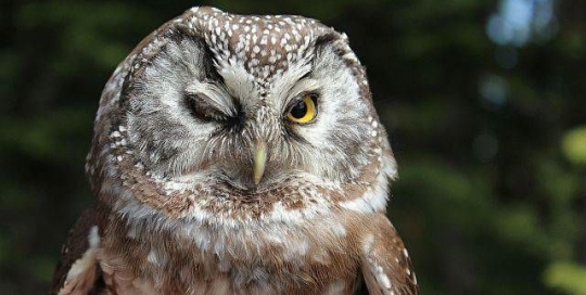 boreal owl winking in bitterroot mountain range montana