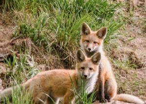 Montana Family Vacations