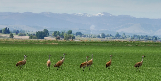 Montana Cabin Rentals