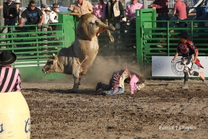 Bull Bucking profesional rodeo rider