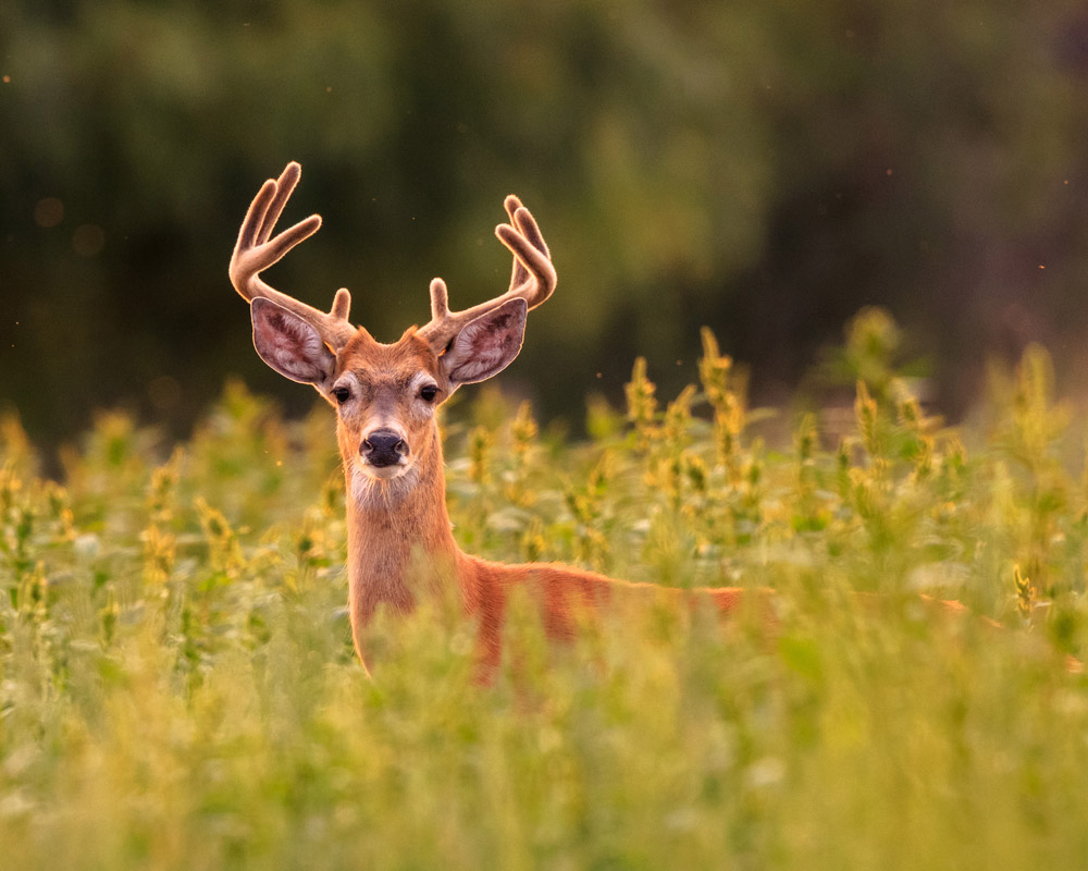 Home summer Visit Bitterroot Valley